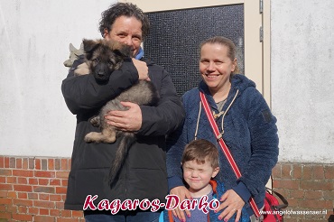 Kagaros, donker grauwe Oudduitse Herder reu van 8 weken oud vertrekt